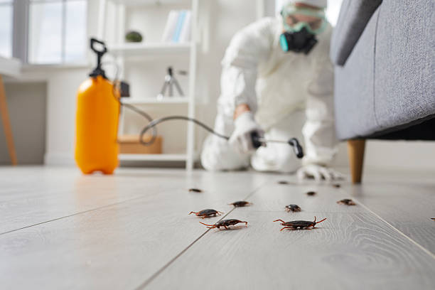 Commercial Rodent Management in East Camden